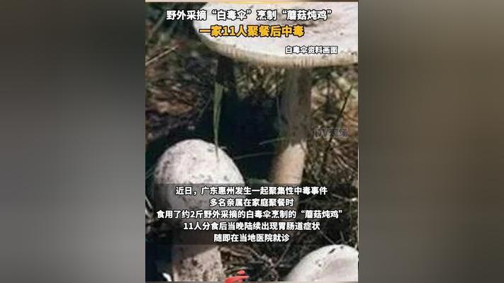 警惕！广东一家11人误食白毒伞中毒，别拿生命赌口腹之欲
 
近日，广东惠州一家庭