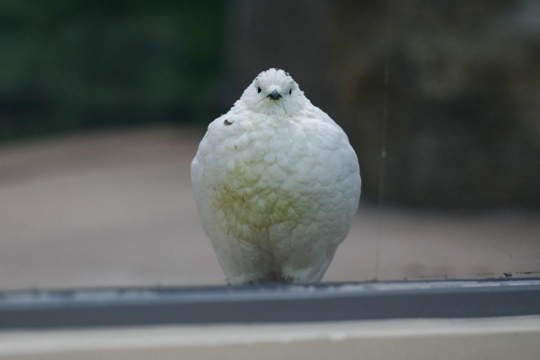 这位喜爱拍巨嘴鸟的推主，最近找到了新的乐趣，那就是拍动物园圆滚滚的雷鸟~有时候像