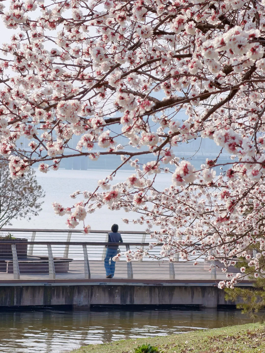 被西安的春天狠狠治愈了🌸这个机位好绝啊~