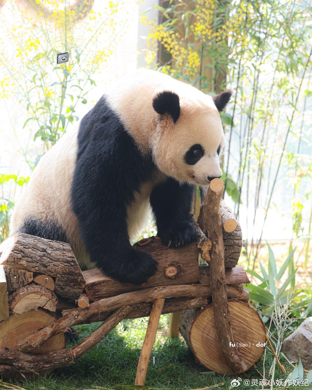 睿宝骑上心爱的小摩托啦 