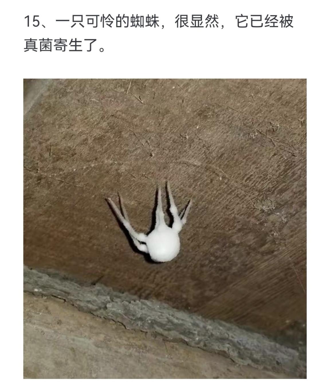 一只可怜的蜘蛛 很显然 它已经被真菌寄生了