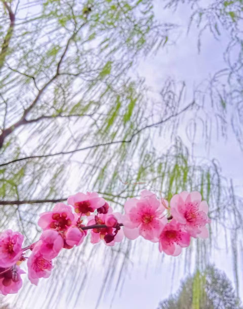 分享一下你拍过的花我最喜欢拍花，看着就开心！