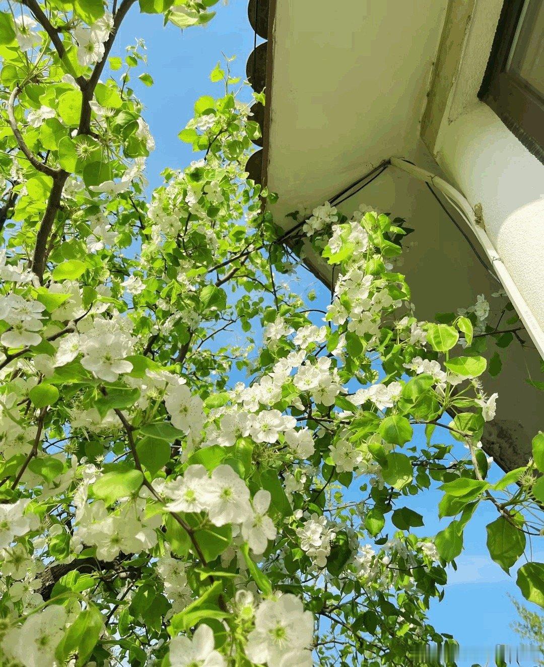 每个人的生命都是一万次春和景明。 
