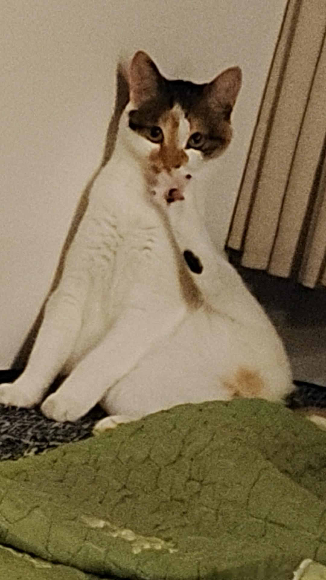 49768【丑猫】她一定要这个姿势发呆吗 