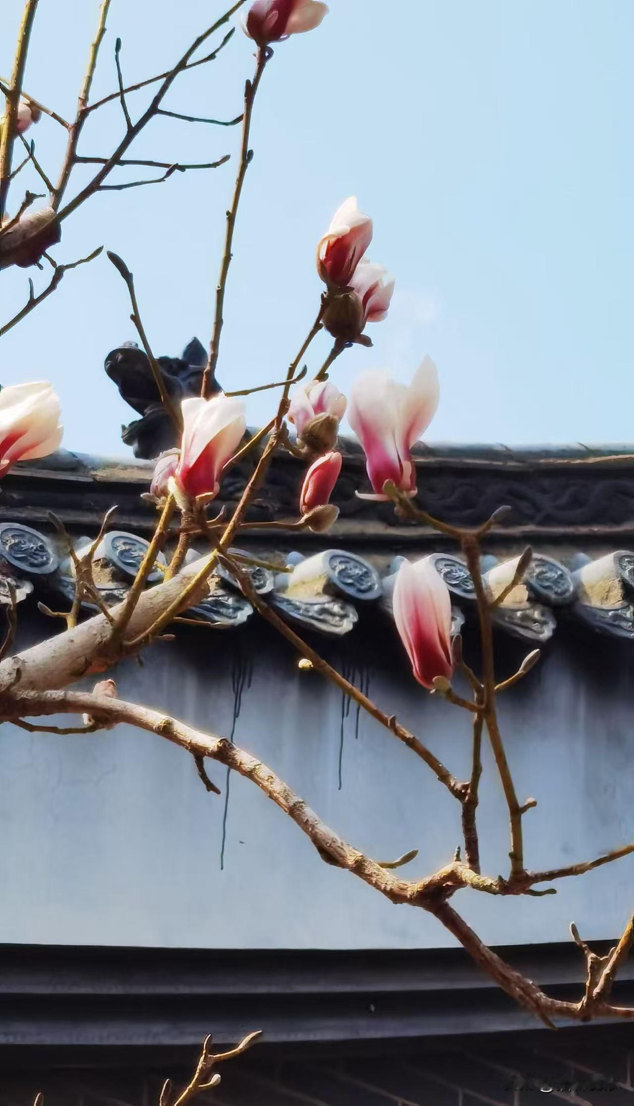 玉兰花
作者粉墨倾城
皎皎玉兰花
绽放宫墙瓦
粉色花枝藏
丹心向阳发玉兰氛围感写