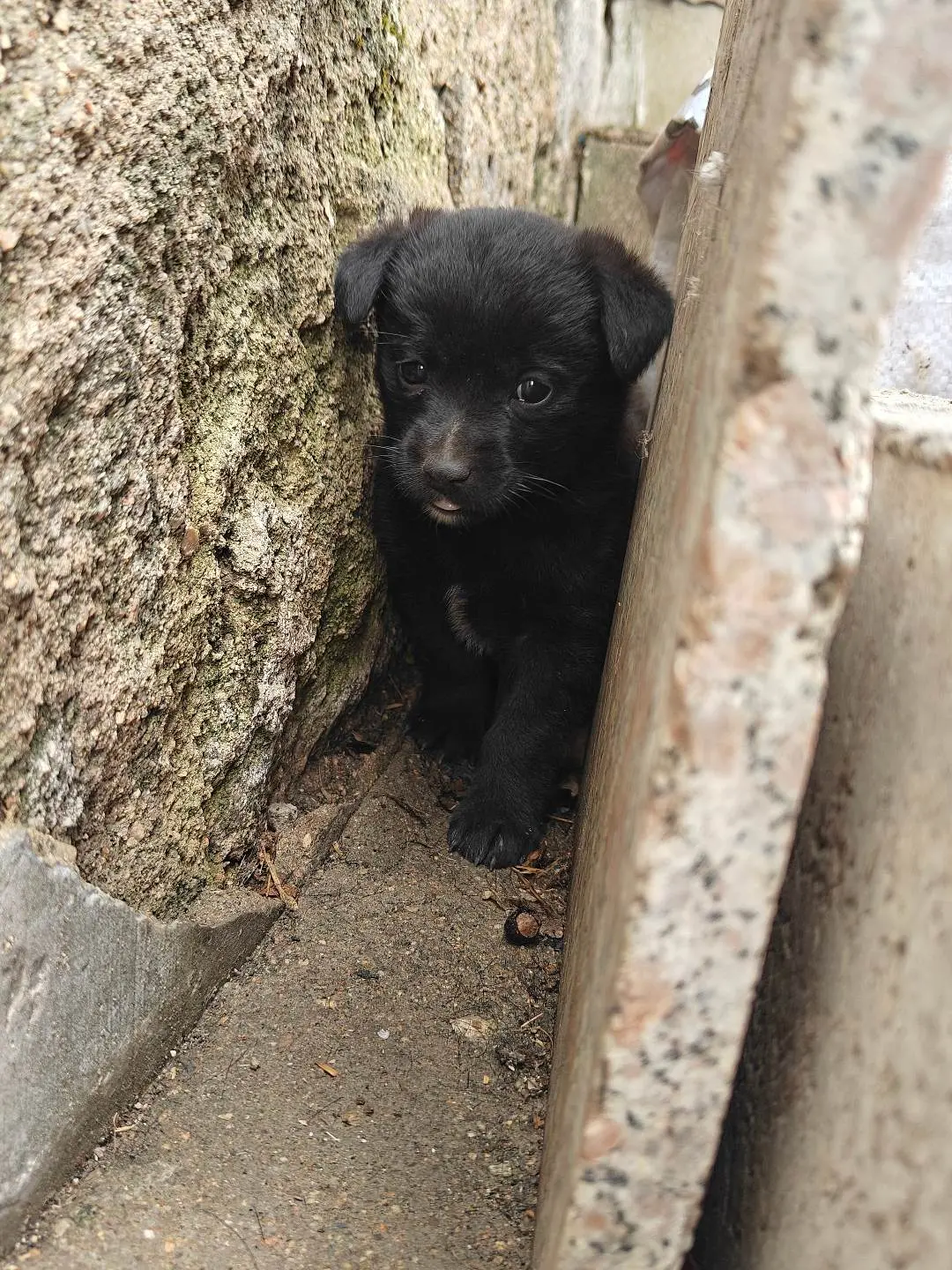 被遗弃理发店门口的小黑