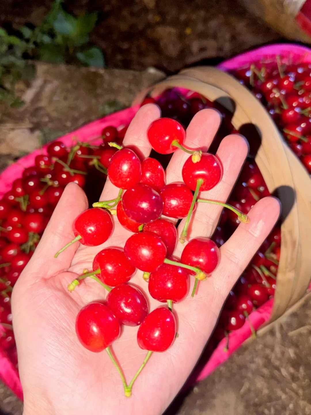 你吃过夜里采摘，凌晨裹着露水发货的🍒吗？