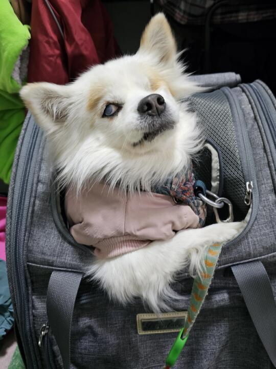 瞅啥呢？