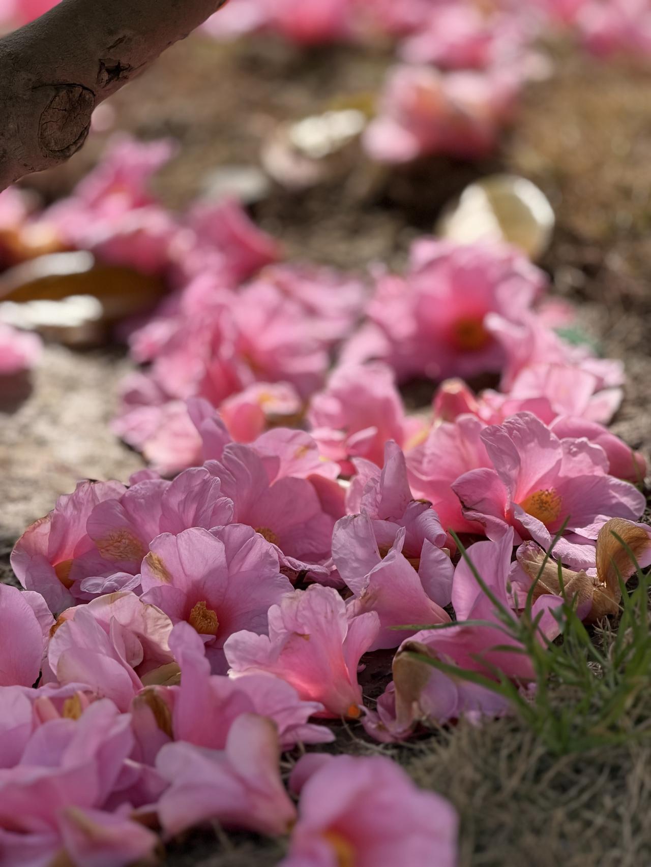周六早晨，推开院门，便撞见一院惊喜。

茶花落了。不是零落成泥的那种落，而是繁华