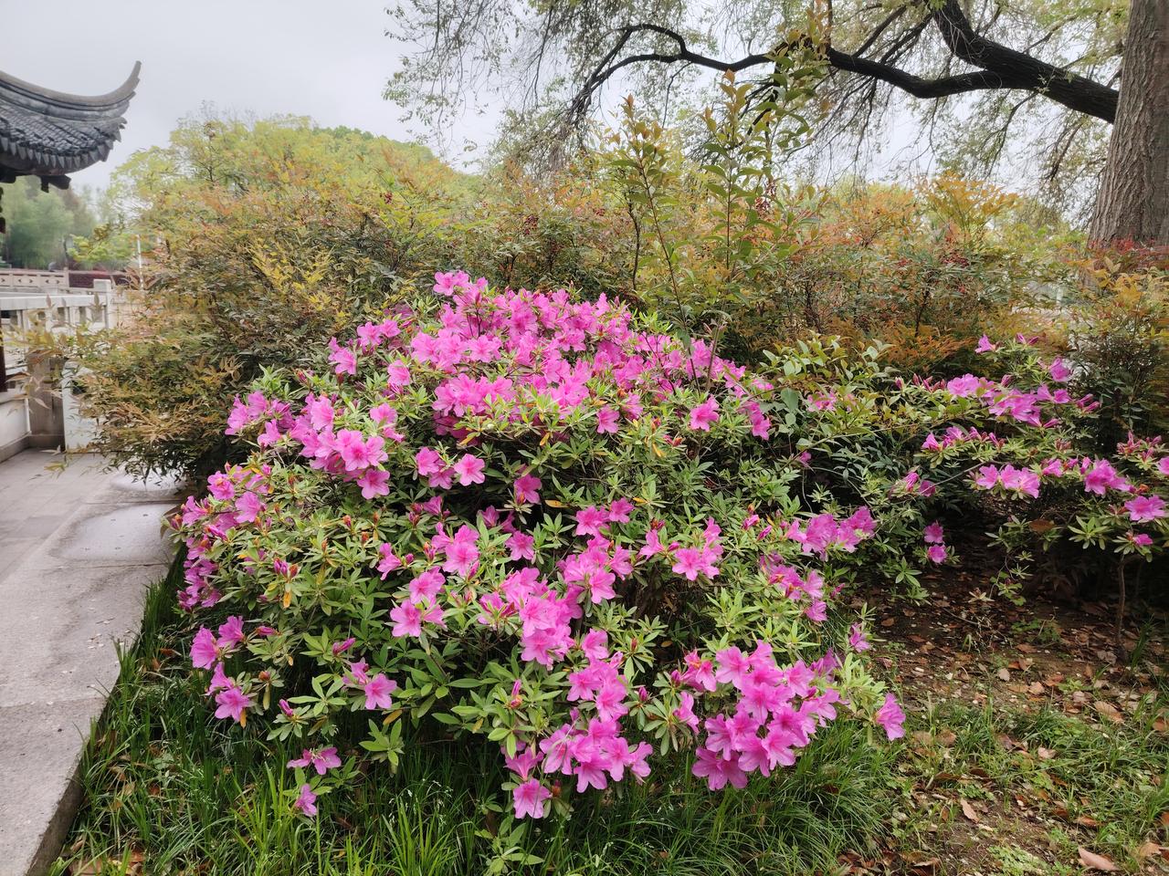 四月苏城春光好，
丛中最美杜鹃花。
一丛红艳一丛笑，
数尽江南万紫红。