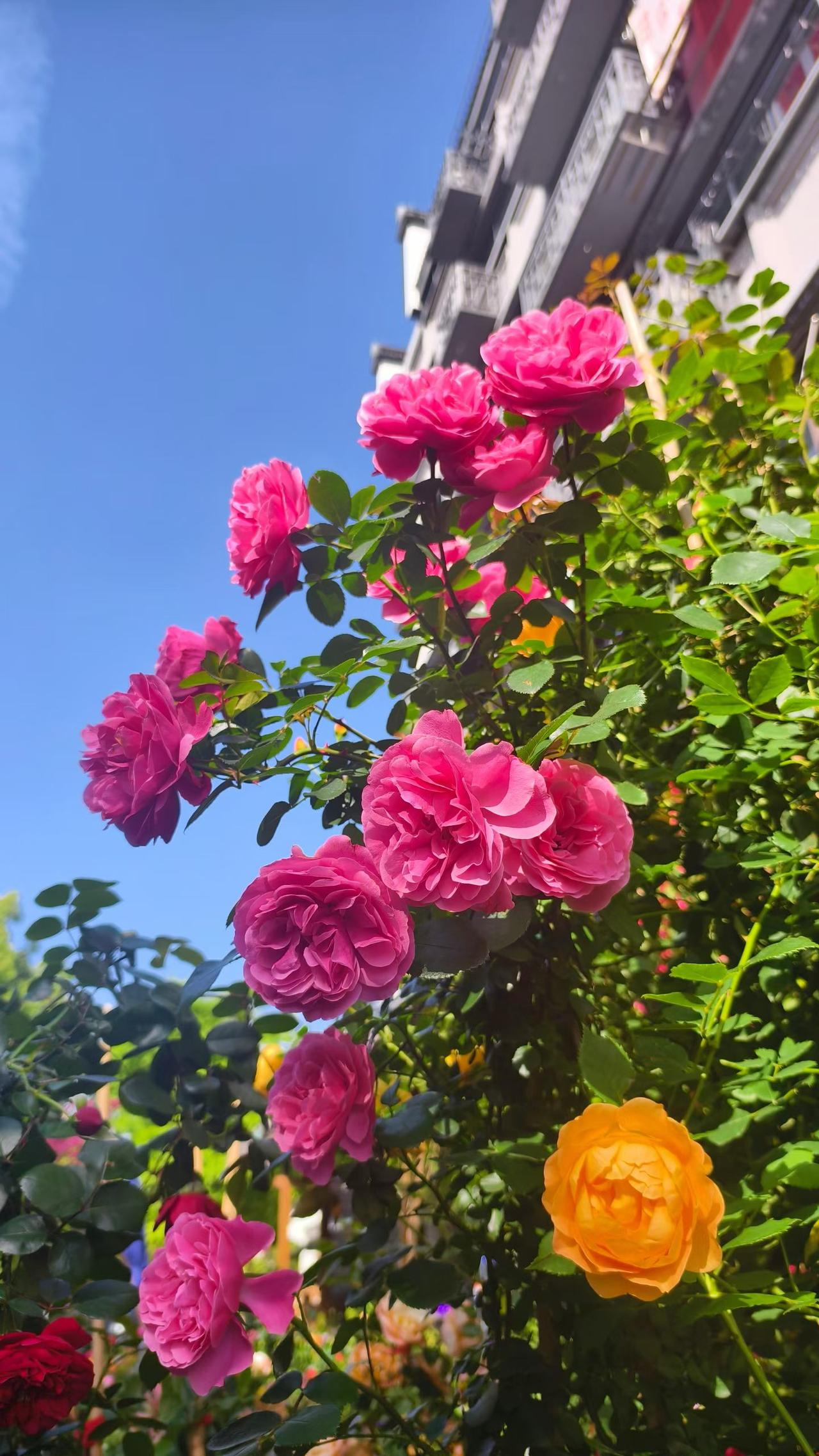 发一张你相册最近拍的花