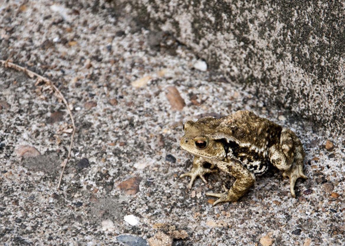 4月5日，广东梅州61岁女子脑中取出8cm活虫，疑因幼时用活青蛙腿塞牙洞“钓牙虫