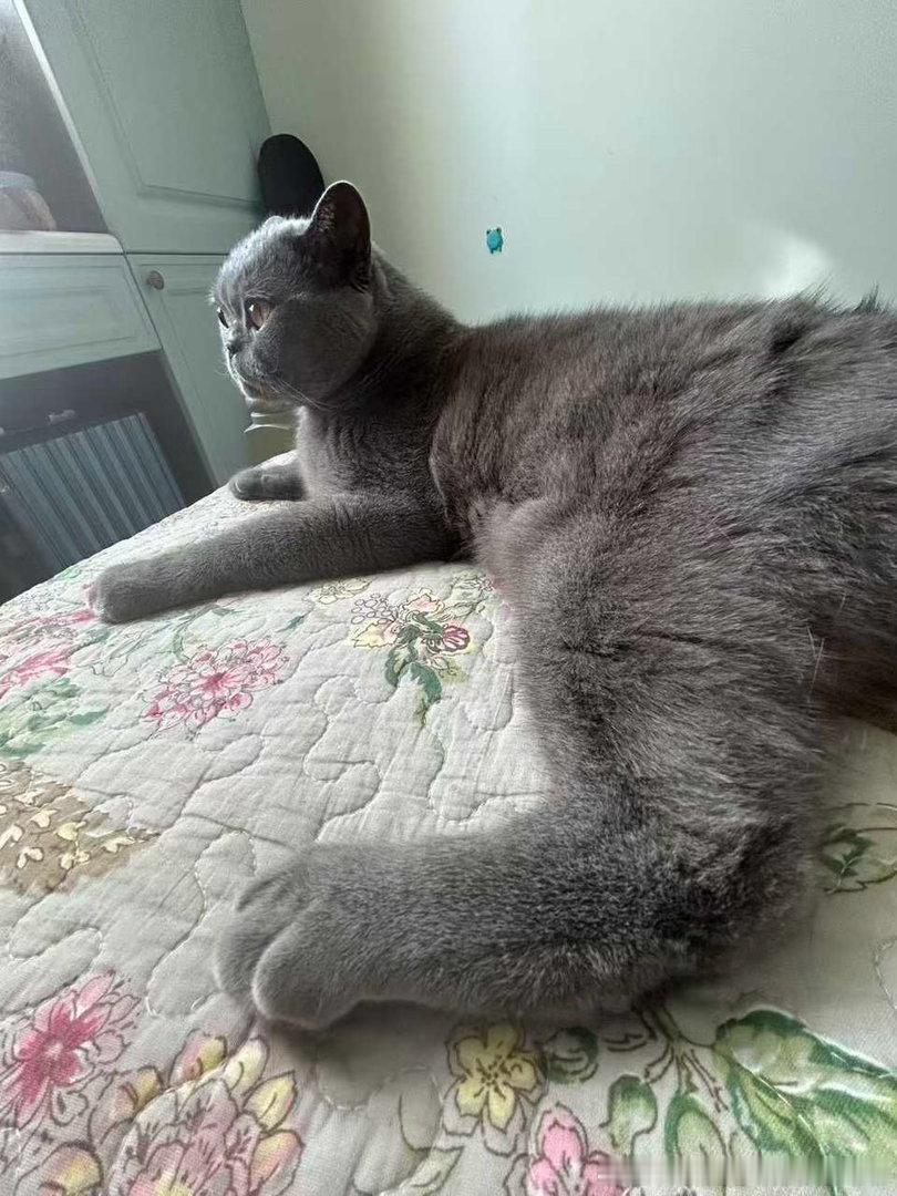 49440【丑猫】投稿超绝面部折叠度 