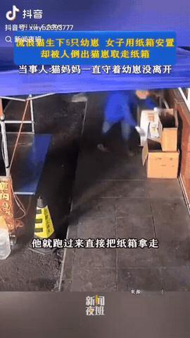 广西贺州，一流浪猫生下了5个崽，一女店主找了一个纸箱垫了一些衣物，给流浪猫弄一个