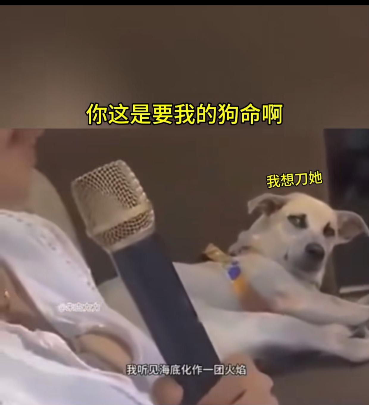 哈哈哈哈。。。笑得我肚子疼
第一次在一只狗的脸上看到想刀人的表情！一女子在KTV