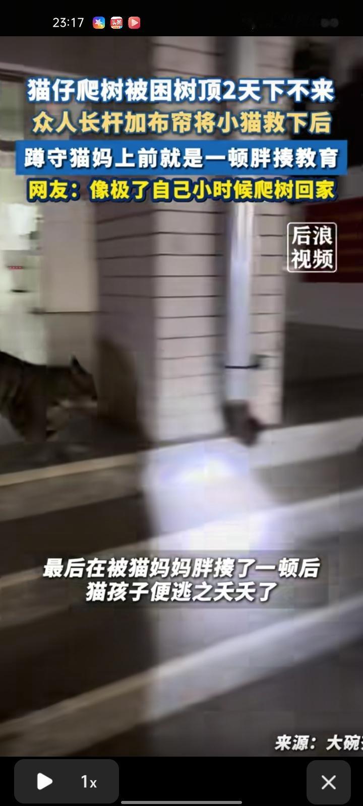 1月15日，潍坊寿光市。老师们在去开会时发现猫妈妈在树上等待，发现原来是小猫被困