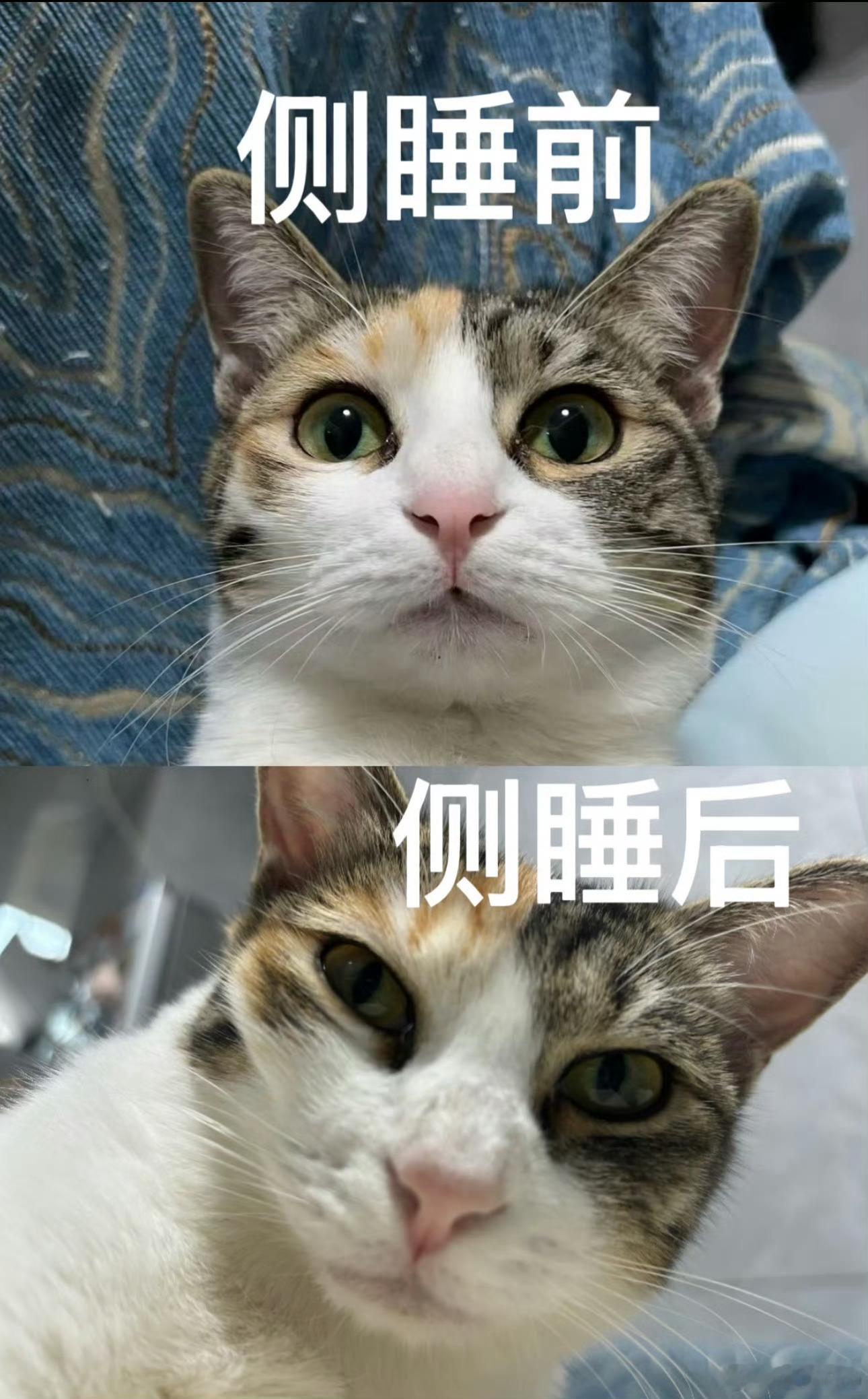 在猫脸上看出了侧睡的危害那岂不是大家都可以不用去做医美了 天天侧睡 脸就能变成瓜