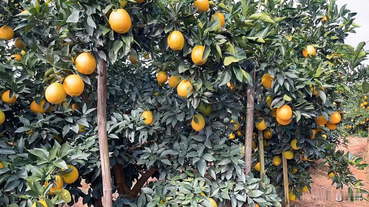 走在这片橙园里，
满眼都是绿油油的叶子和金灿灿的橙子，沉甸甸地挂满枝头。

一阵