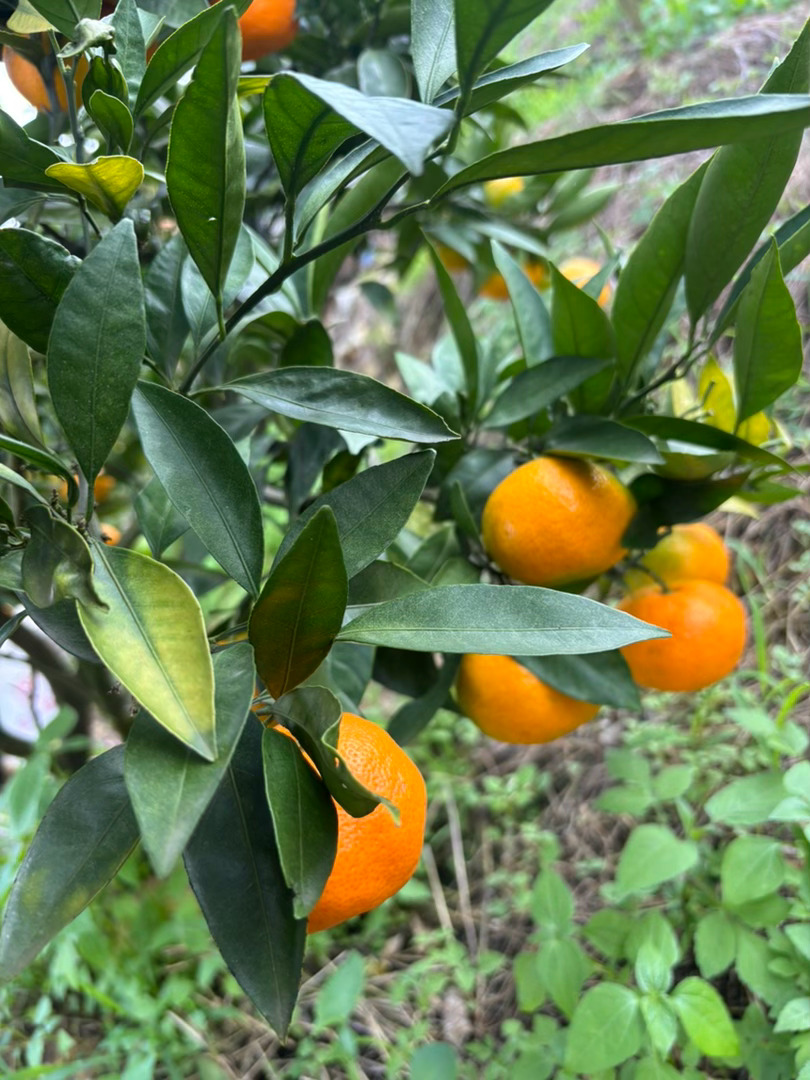 不是不理你们，是没时间回你们消息，我这两天7:30出门，晚八点才到家，到家还要分