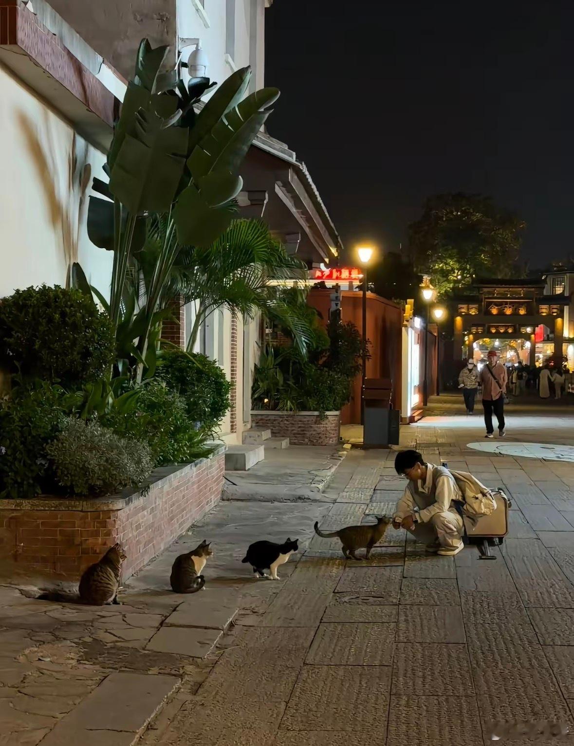 小猫排队领猫条 