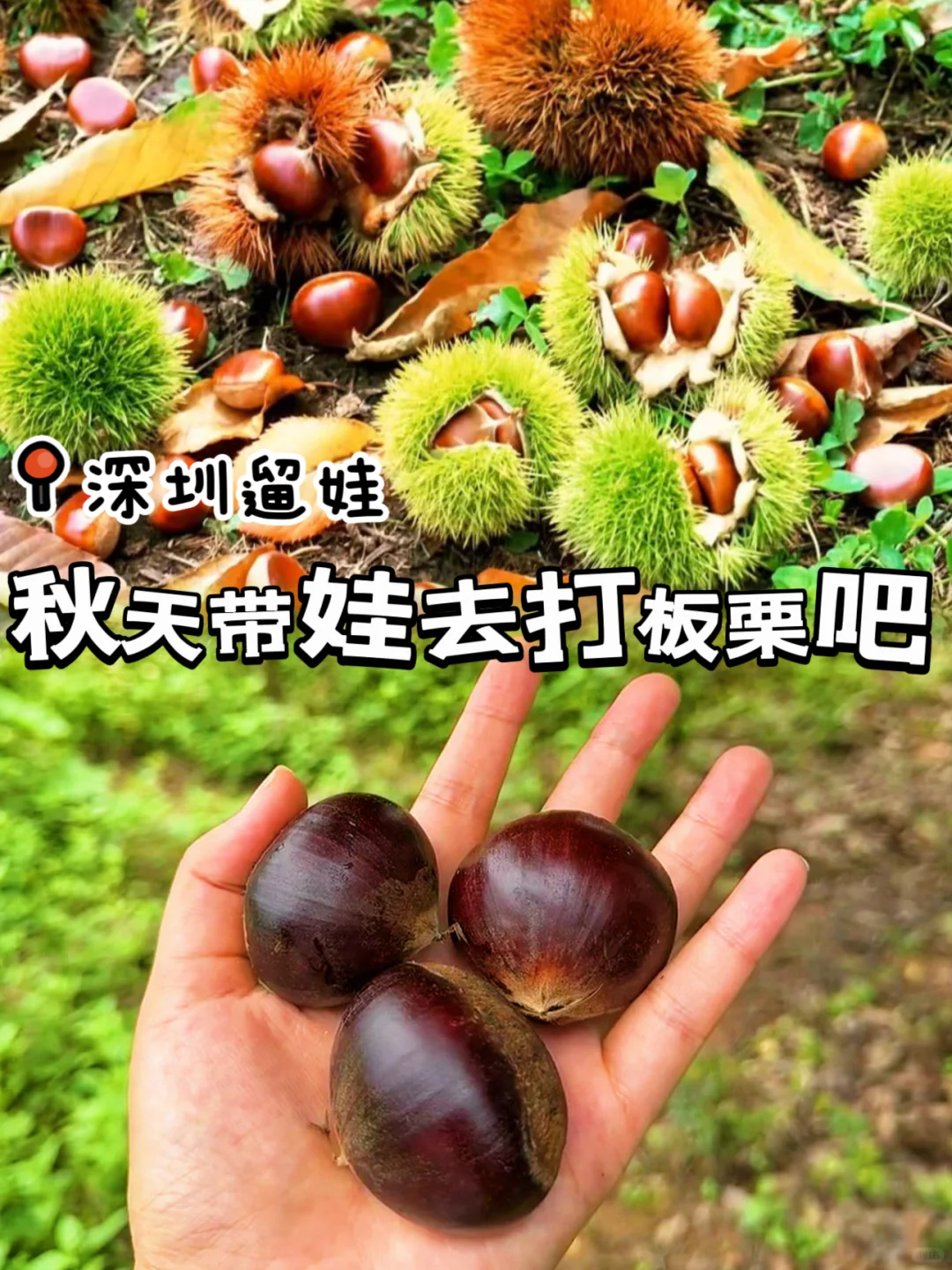 深圳周边❗️发现板栗🌰带娃来一场秋日采摘吧
