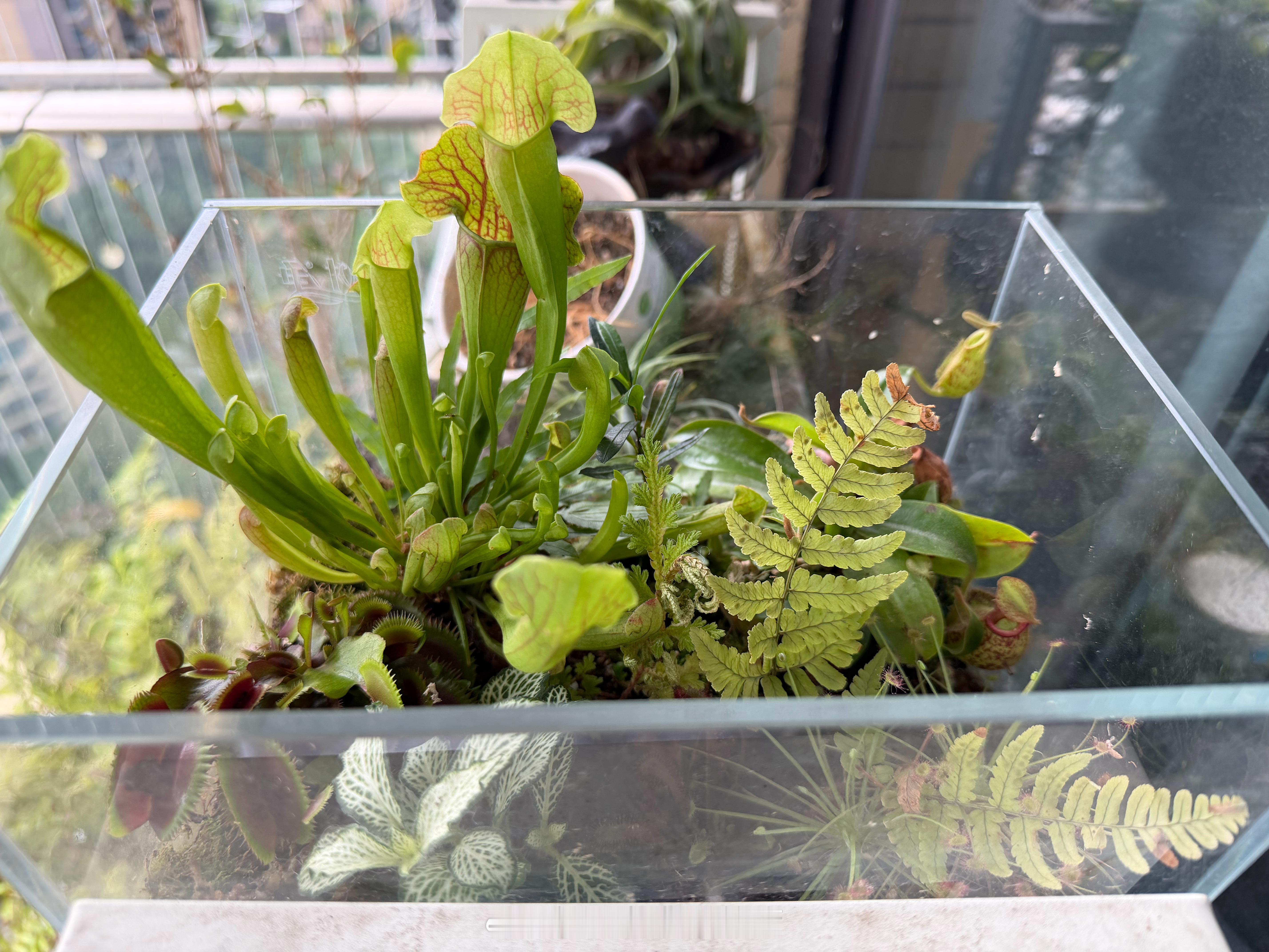 东：你知道我为什么这段时间认真照顾植物和鱼吗？我：为什么东：我想向你证明我可以照