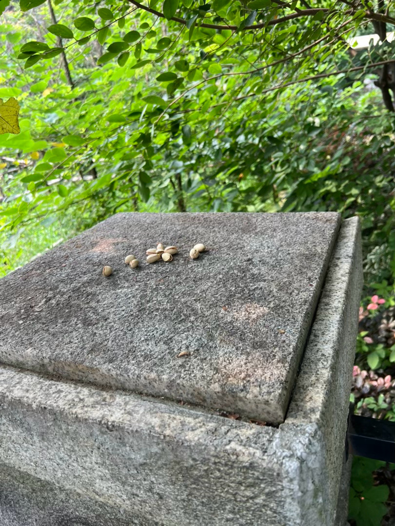 早晨给松鼠送餐，顺便清理了餐台上的餐余垃圾。每十天至半个月，松鼠食用坚果产生的果