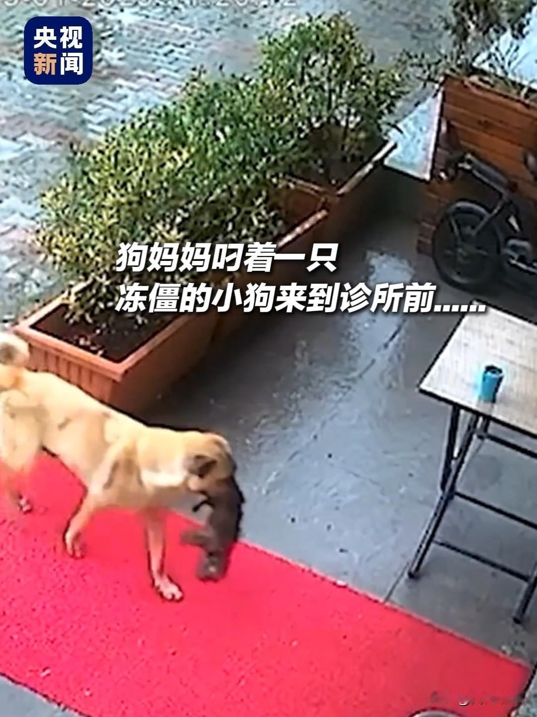 哎呀妈呀老铁，看完心里老酸了！下雨天嘎嘎冷，小狗都冻僵不行了，狗妈啥也不懂，硬是