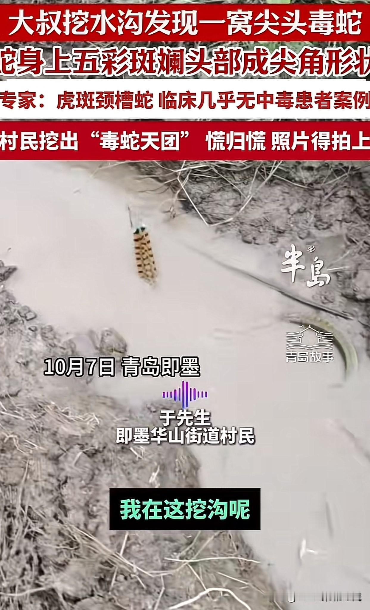 “头皮发麻！”青岛一位大叔挖水沟时，可真是吓了一大跳！一铲子下去，土里突然钻出一