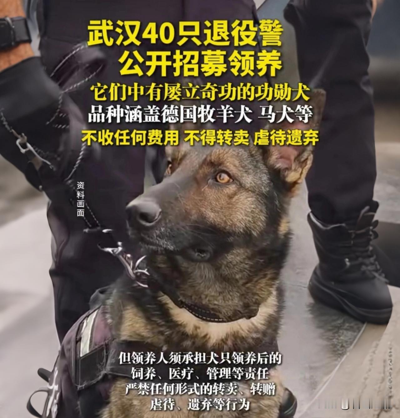这不是一只普通的流浪狗，这是曾和毒贩正面硬刚、一鼻子锁定嫌犯的“禁毒英雄”，今天
