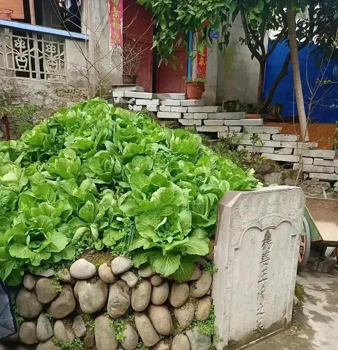 刷到个帖子，条友回村扫墓，发现自家快一百年的祖坟被邻居翻成菜畦，一排排小青菜长得