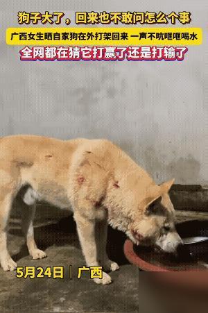 广西，一名女子在网上晒出自家狗子外出干架回家的视频。

你看这狗进屋一声不吭先扎