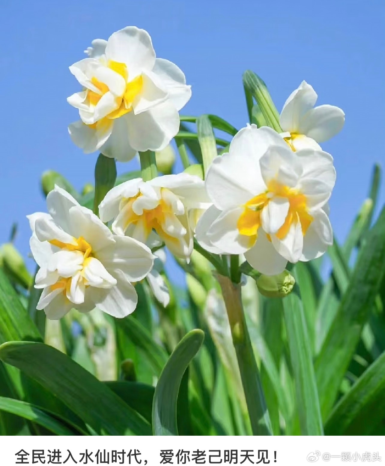水仙花因为花语“只爱自己” 火了！谁不想在忙碌的工作后送自己一束水仙来奖励自己多