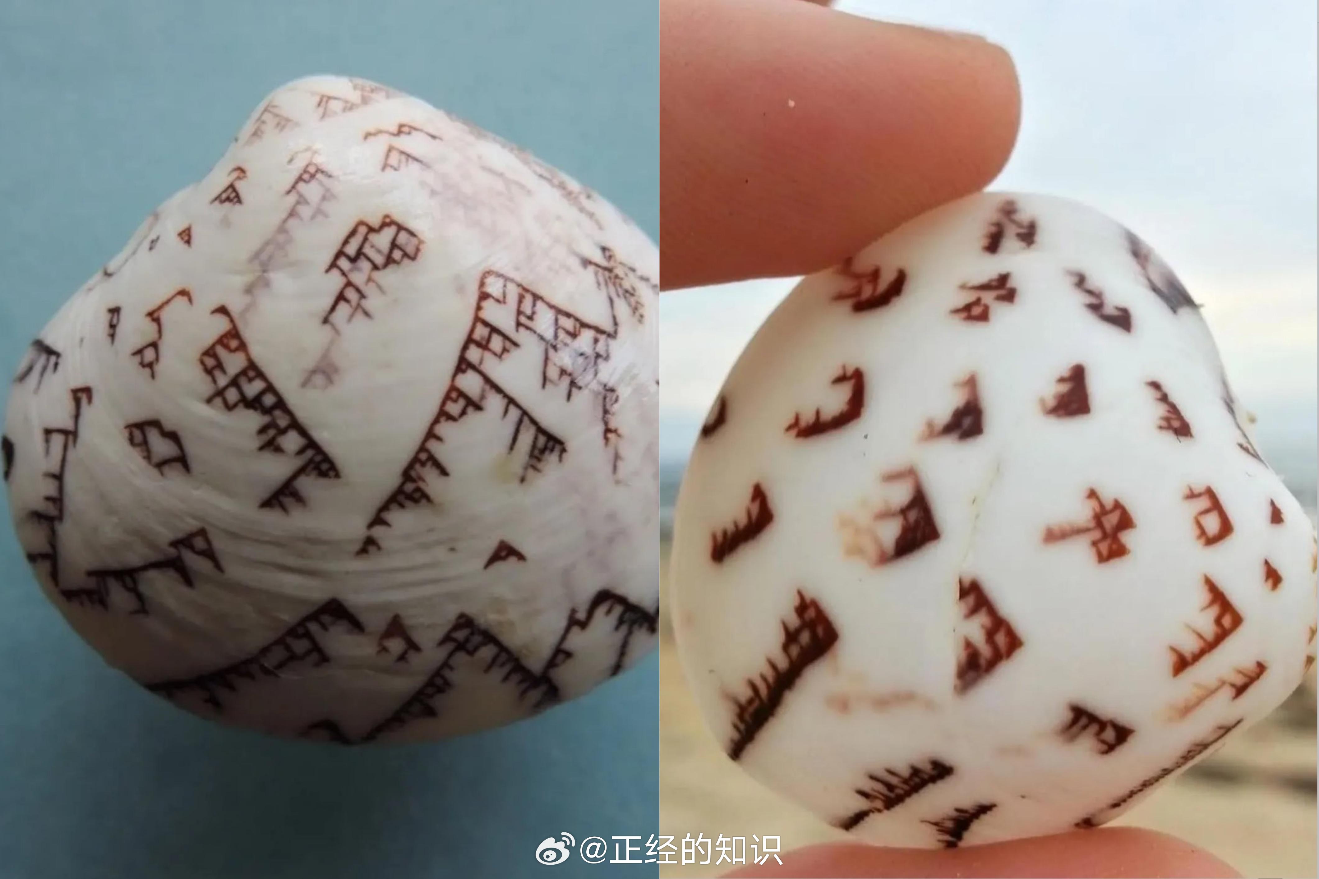 这可能看起来像是来自古代文明的失落文字，但它实际上是一种名为 Lioconcha