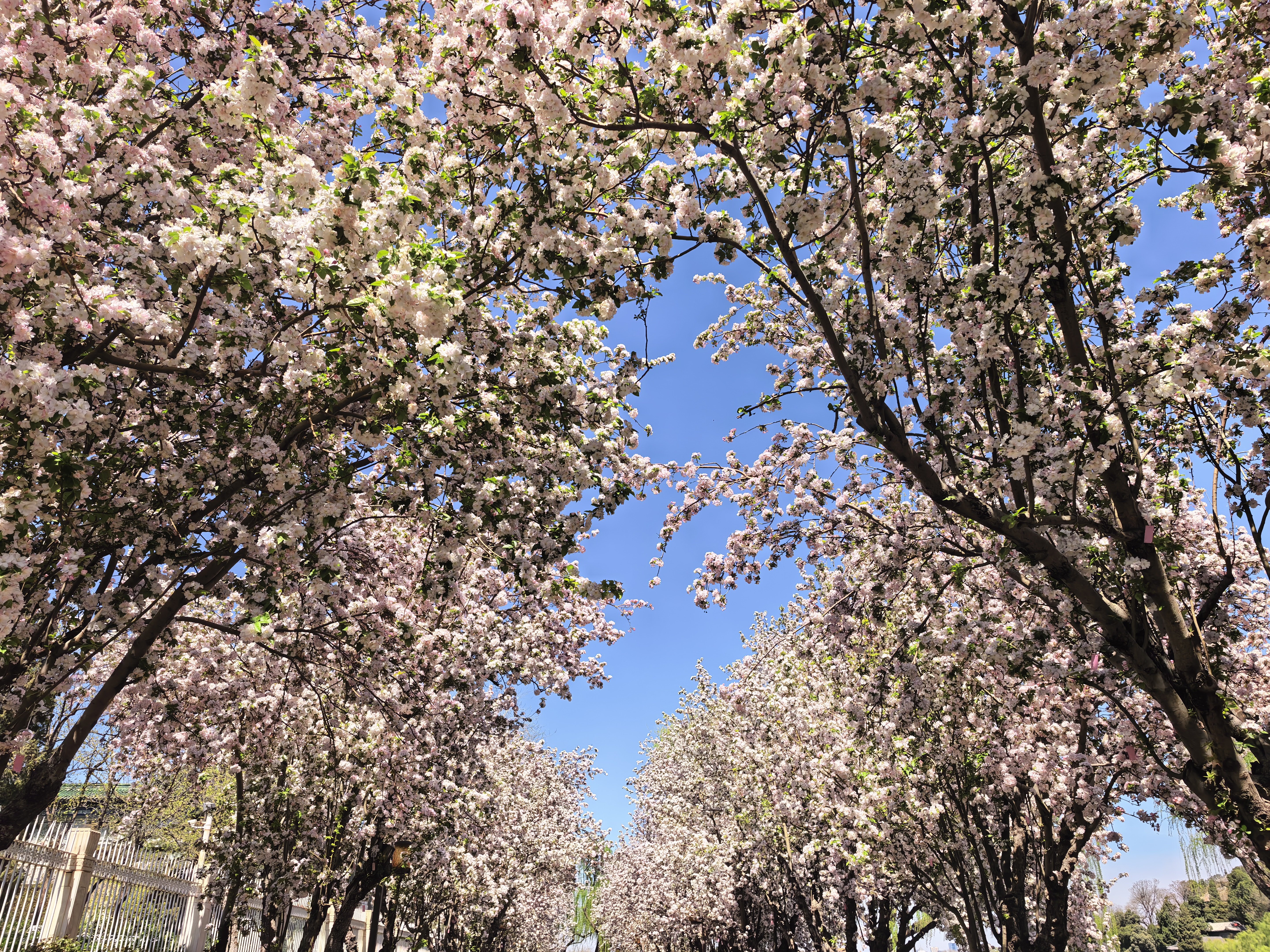 S-春天的脚步渐渐远了，再不出院，春天的尾巴都揪不住了。好在医院一墙之隔就是北海