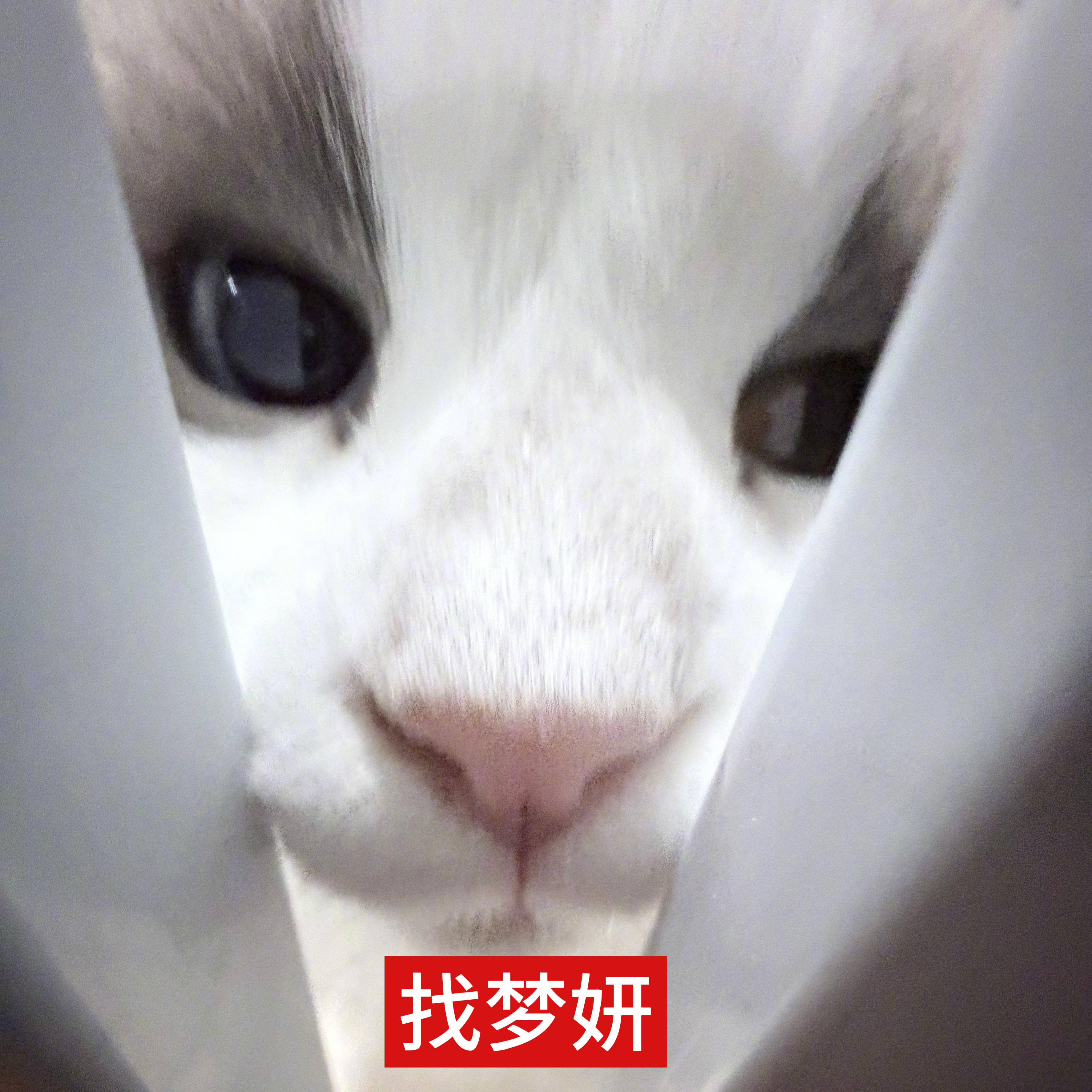 老大灵活机警二姐不怒自威三妹呆萌可爱太子上唯品会打卡活力费尔岛