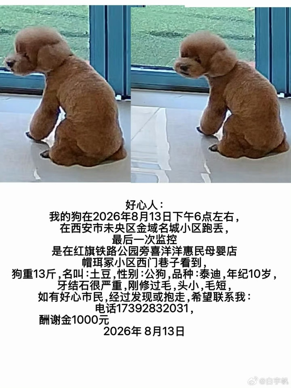 娱乐白宇帆发寻狗启示白宇帆帮朋友找狗啊啊啊啊狗狗十岁了 