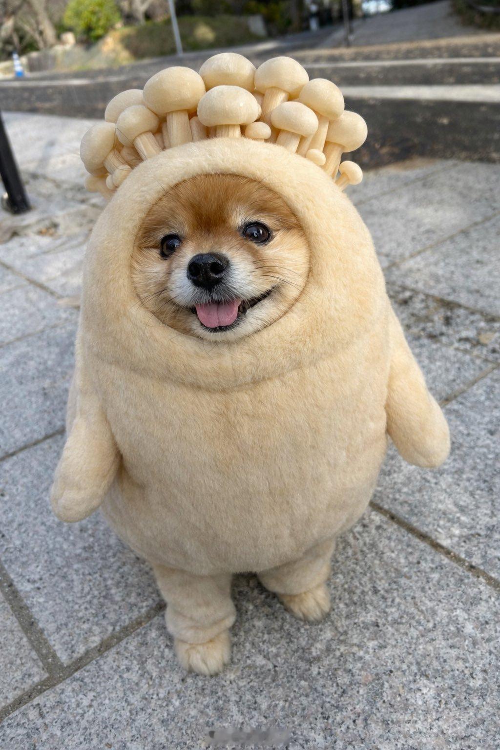 每次讨论“味精”，评论区总能炸开锅，看得我想笑。。。我想说，你可以喜欢呈味核苷酸