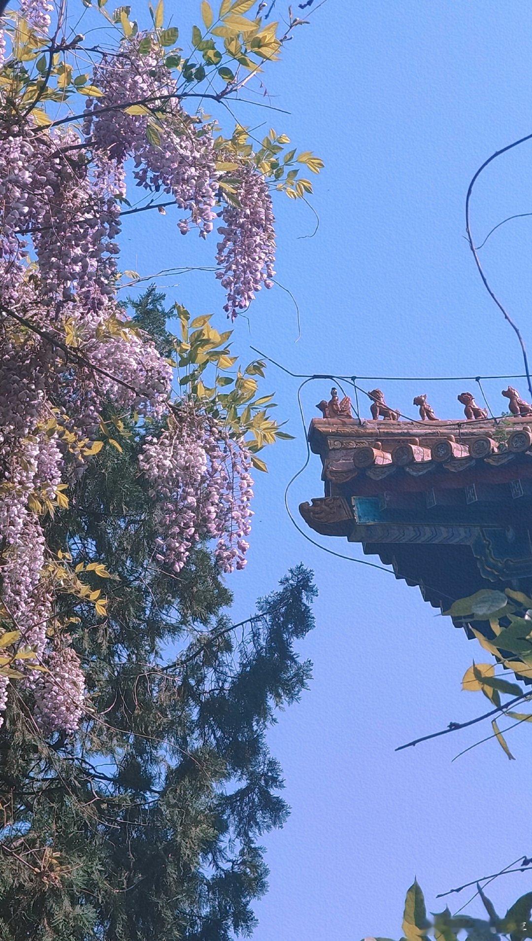有一种美好叫紫藤花开摄影​​​