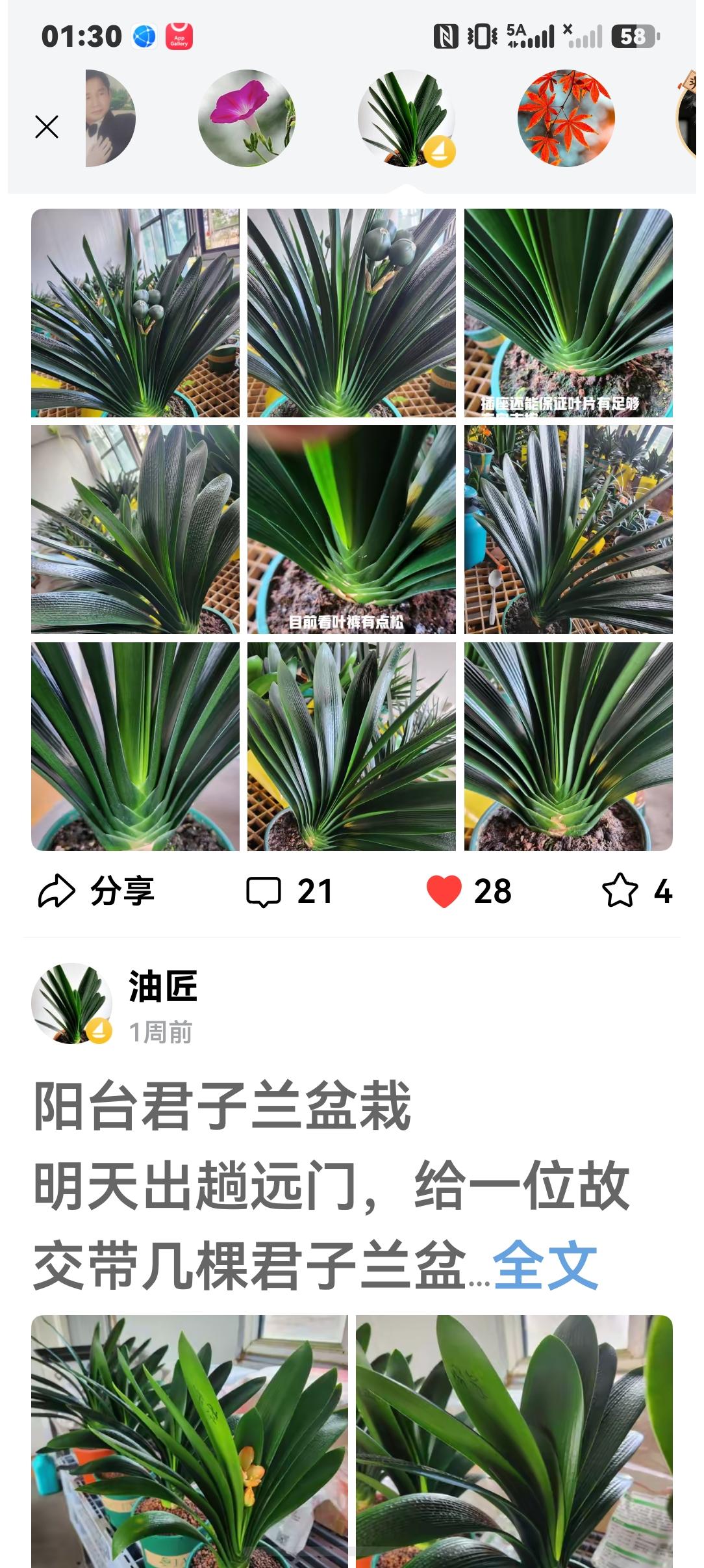 棵棵精品，叶叶绿光；
精心养护，兰趣静享；
侍养辛苦，谁能想象；
支持老弟，友谊
