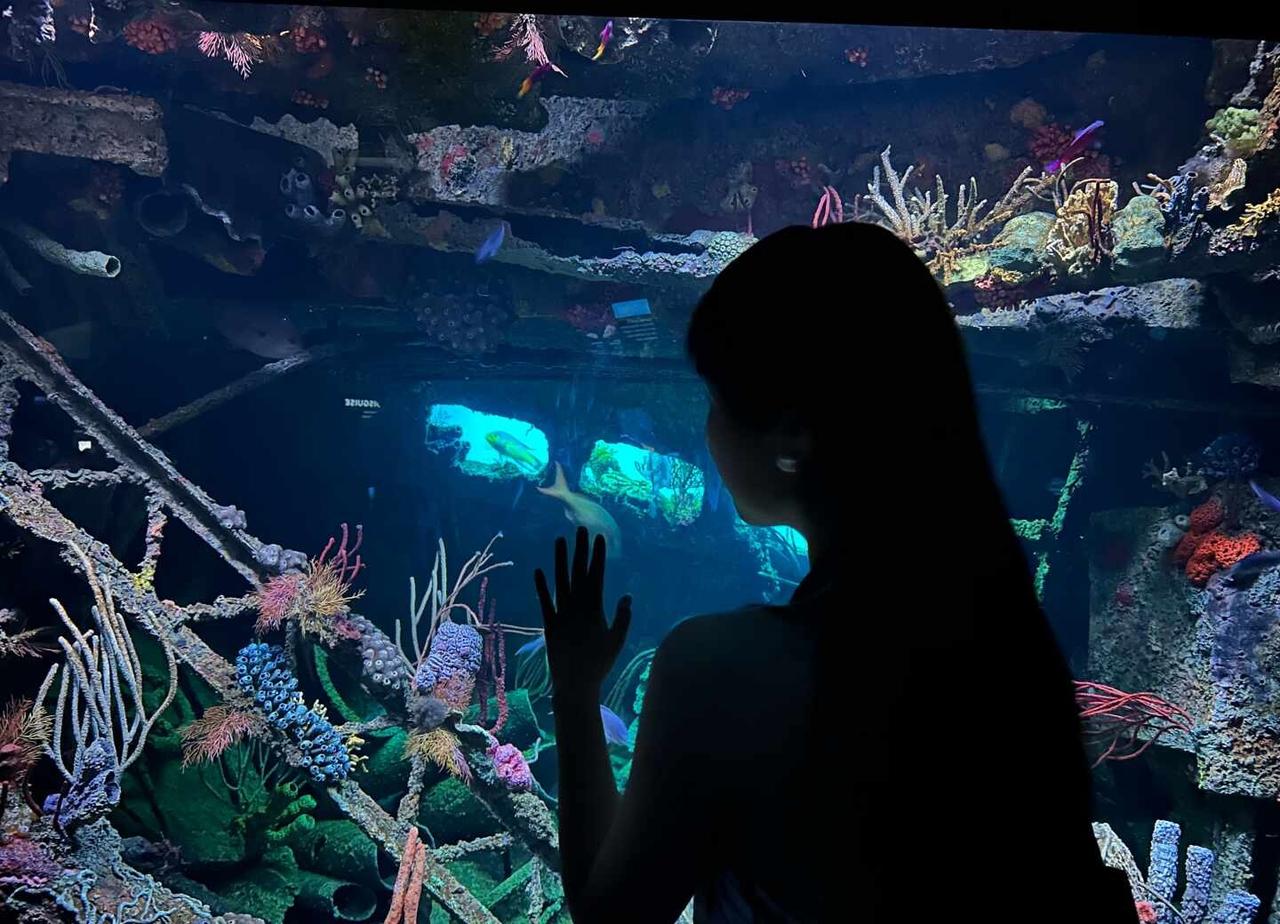 Bal水族馆攻略｜海绵宝宝 我们去抓水母吧🪼
💰打卡巴尔的摩国家水族馆，周五