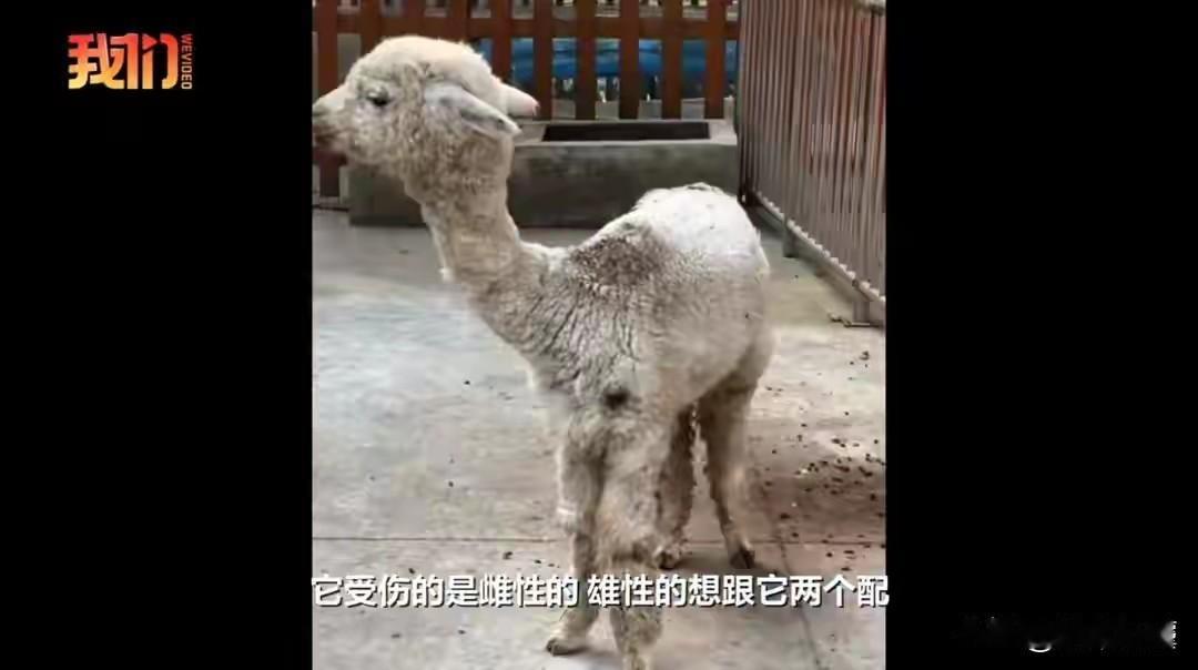 安徽蚌埠，某动物园的两只羊驼，雌羊驼拒绝交配，被公羊驼咬的满身是伤，饲养员没办法