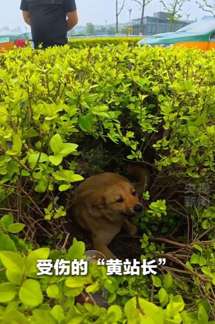 4月27日报道，宣城 “黄站长” 凭实力出圈，不是名犬，只是只流浪狗，却让数十名