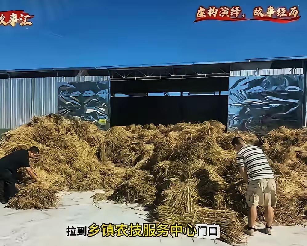 哈哈这事儿看得人哭笑不得！65亩稻田的秸秆不让烧，

农民干脆一车车拉到乡镇农技