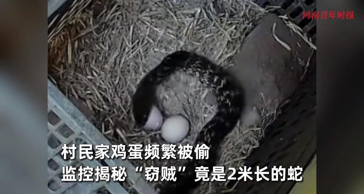 “活久见！”9月2日，江西上饶，一村民家里养了十几只土鸡，每天都能产下不少鸡蛋，