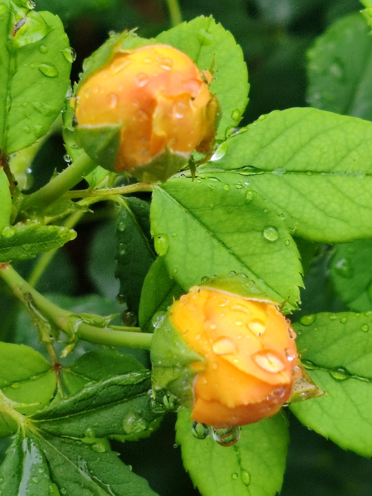 真心话茶局六月随手拍一一雨中花雨中果。