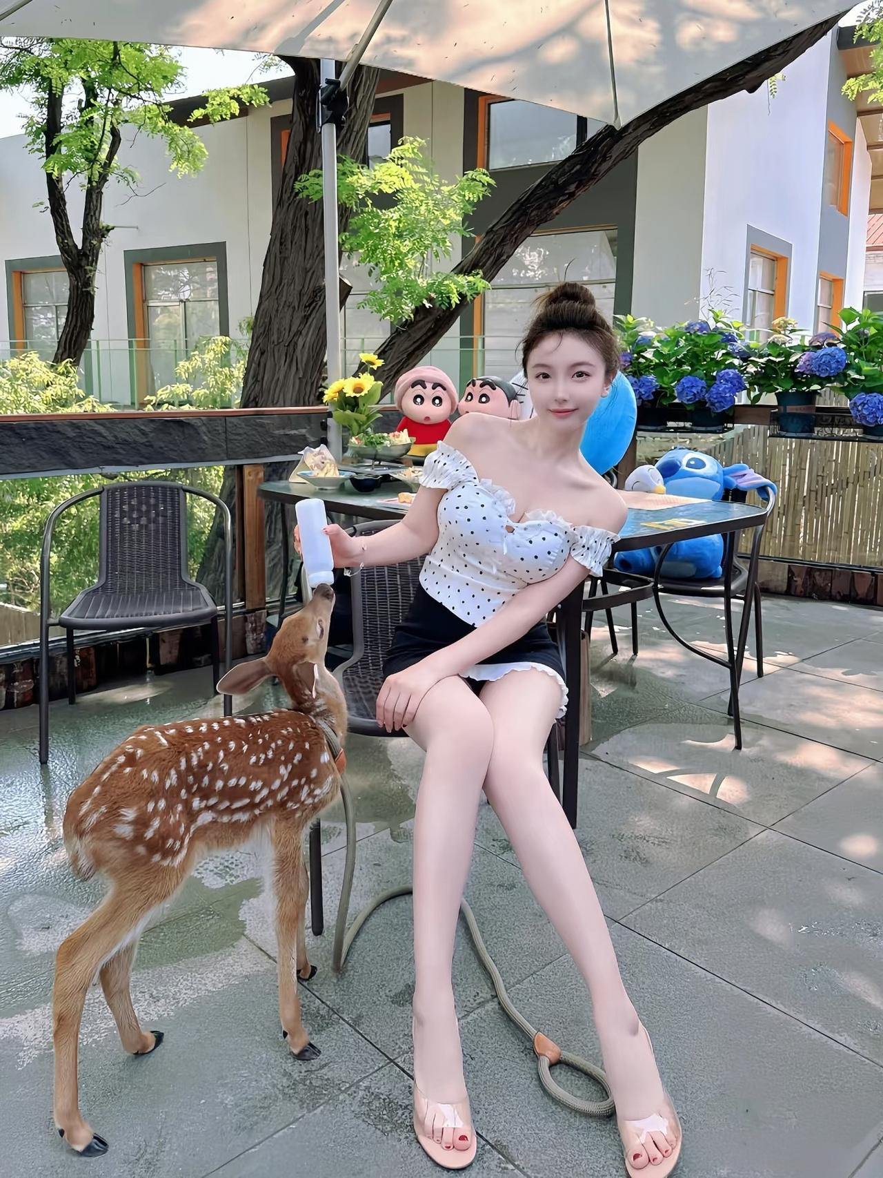宠物小鹿