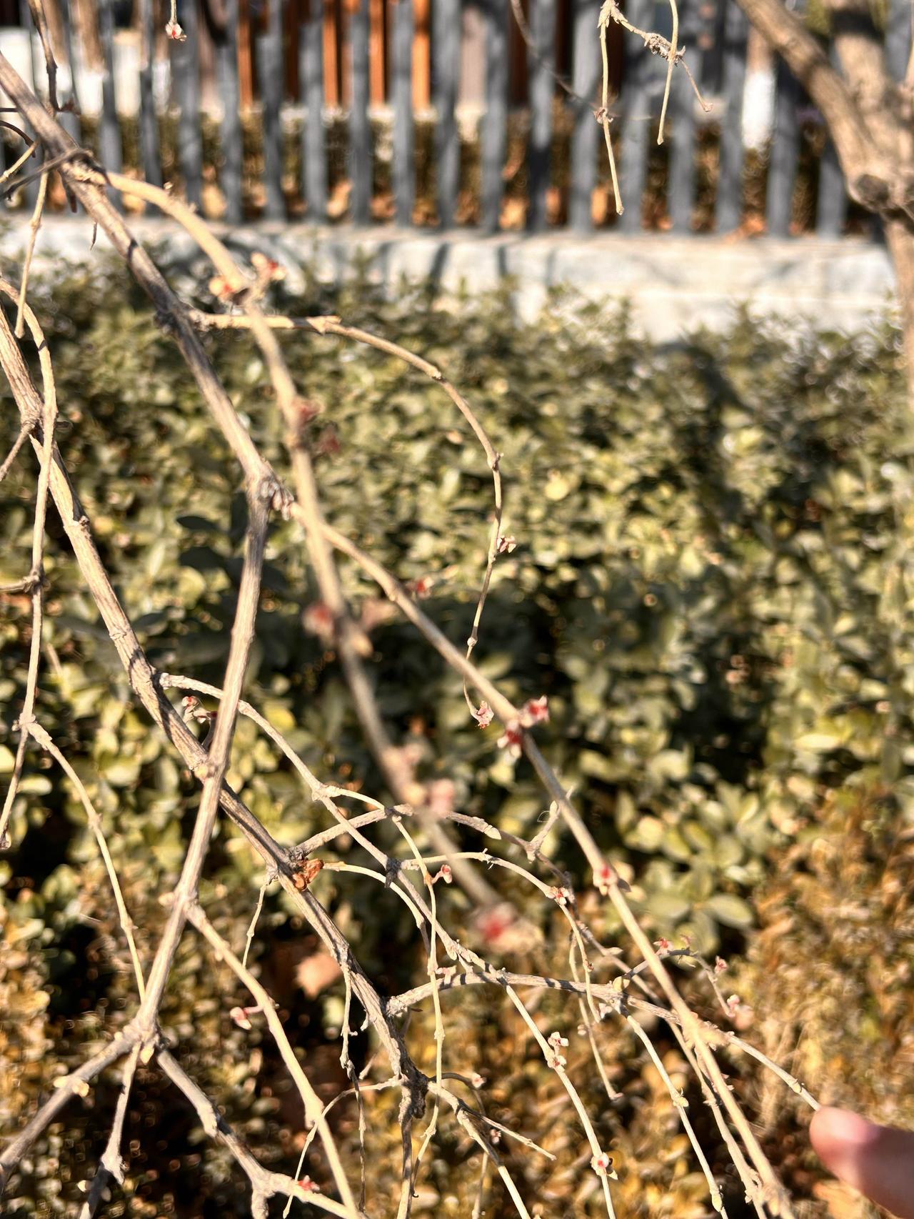 冬雪未融化，
小树待发芽。
五九六九到，
春天鸟儿叫。