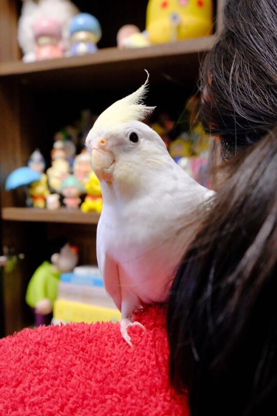 你的小可爱突然出现！