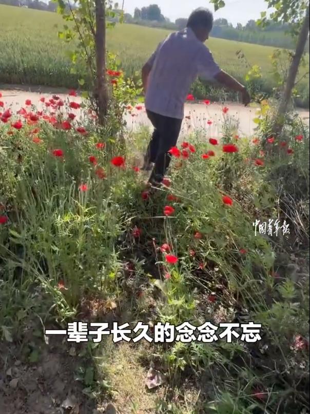 【爸爸在妈妈坟前种满了花】近日，河南周口。父亲把思念种成花海 女子假期回到老家，
